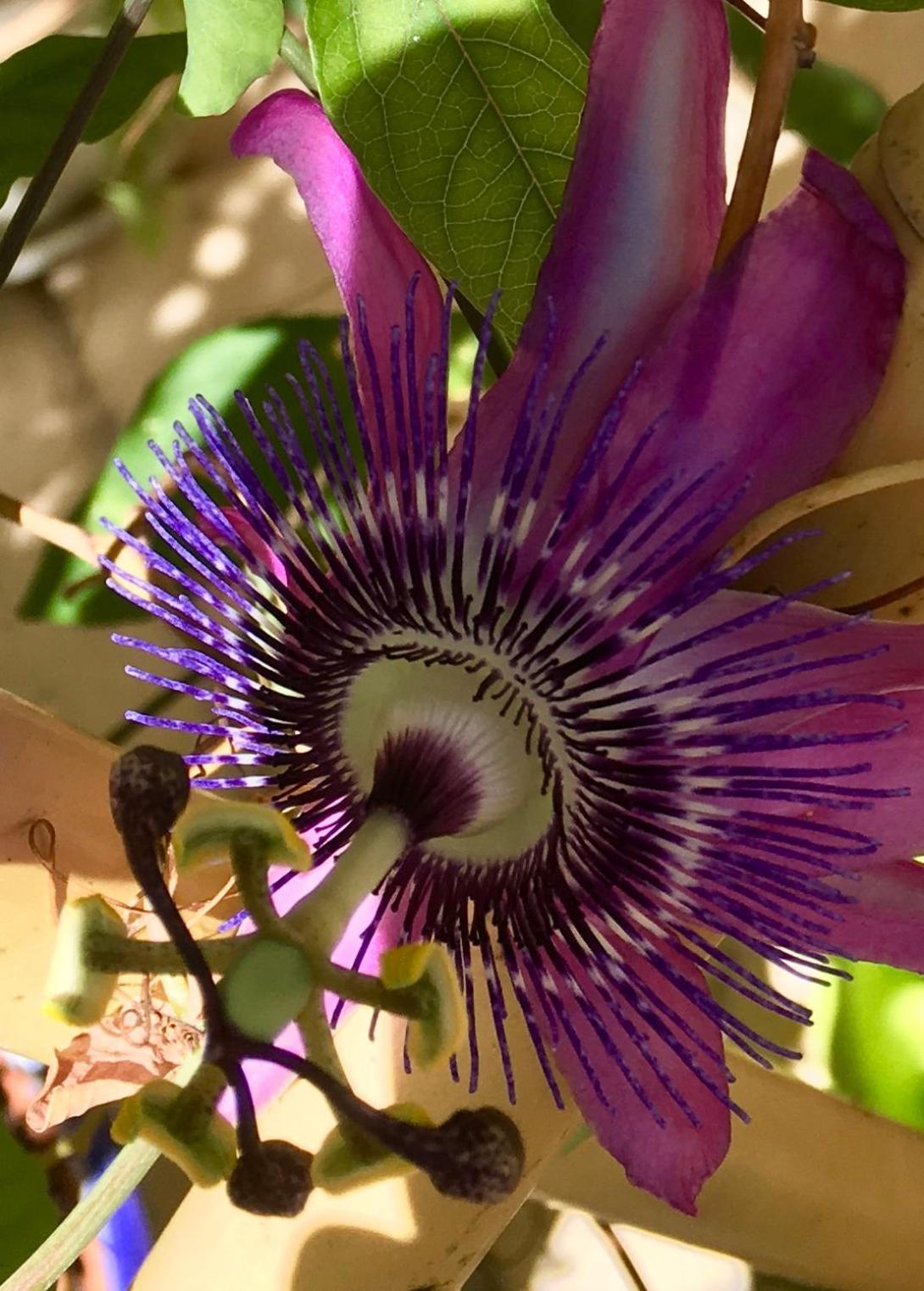 Botanica B&B Xagħra Екстериор снимка