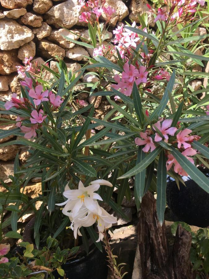 Botanica B&B Xagħra Екстериор снимка
