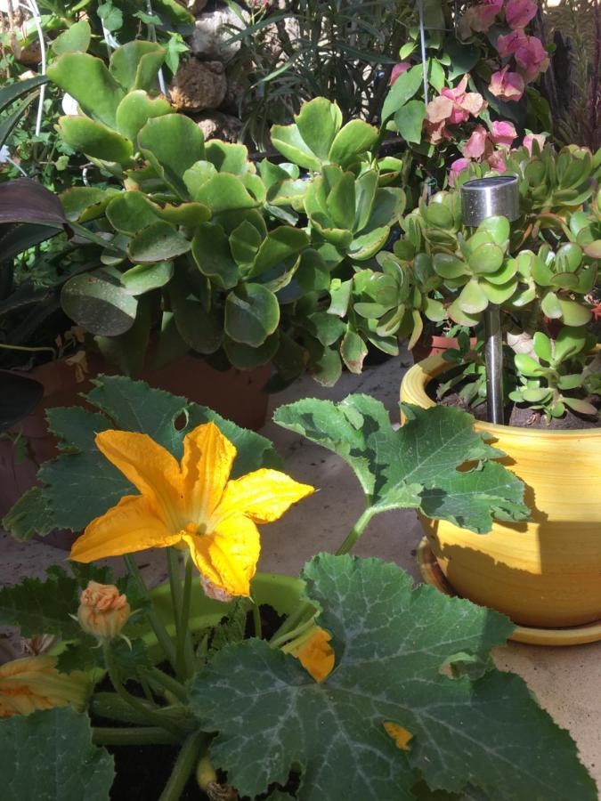 Botanica B&B Xagħra Екстериор снимка